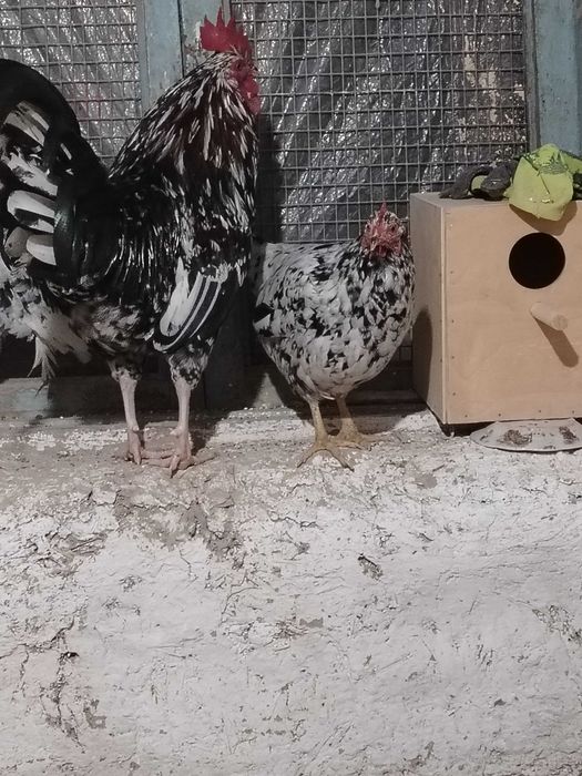 Xonaki parodali tovuqlari sotladi