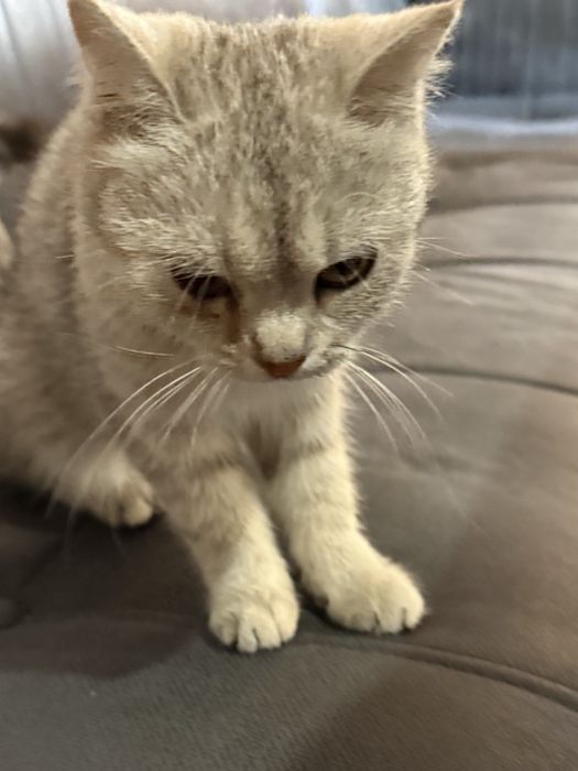 Шотландский кошка