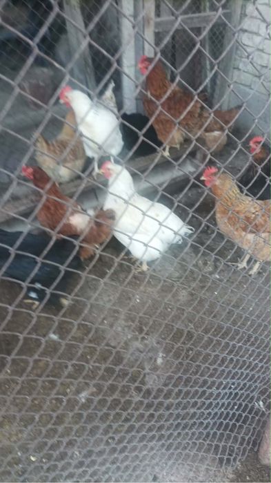 Продавам кокошки