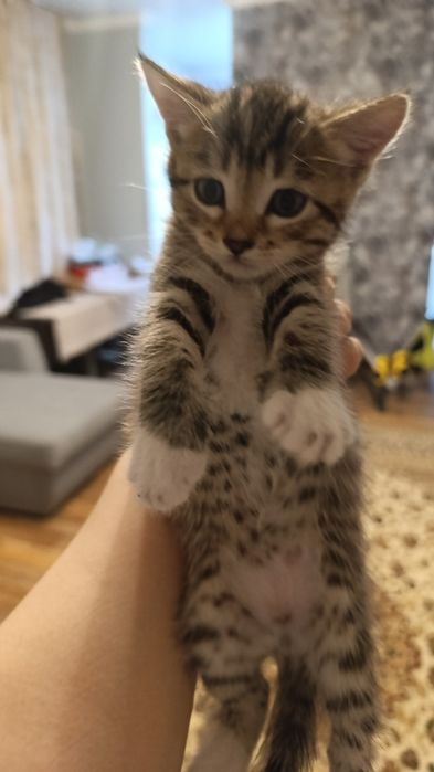 Отдам котенка мальчика