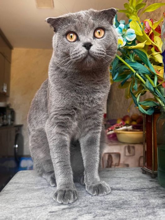 Кот Скоттиш фолд оригинал!!! Вязка кота с кошкой, сотилмайди!