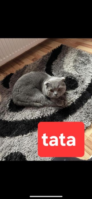 Pui de vânzare 8 săptămâni