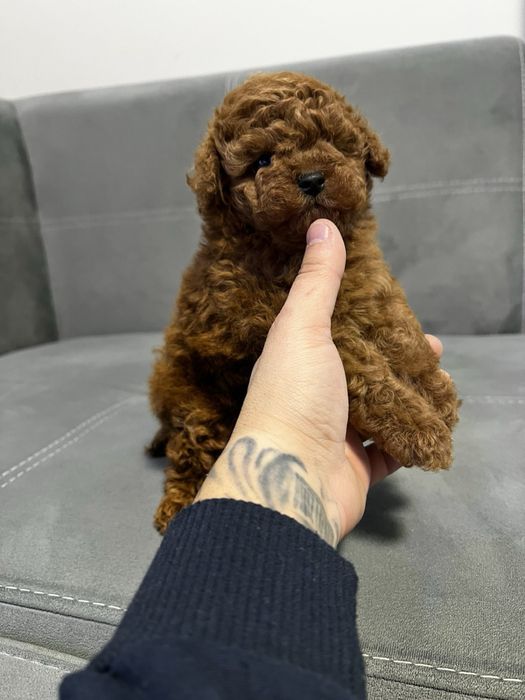 Пудел той Pudlle toy