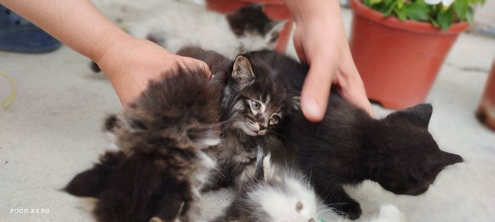 Продам котят, мушукчалар сотилади