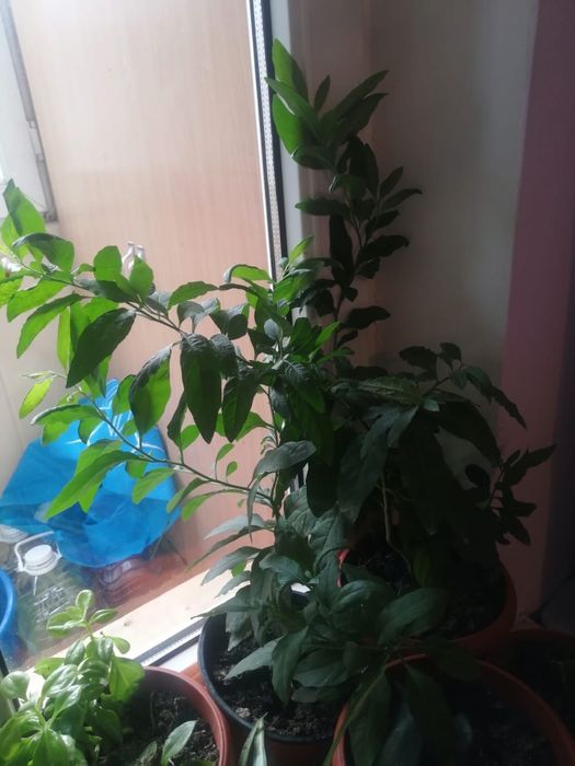 Продам комнатные цветы