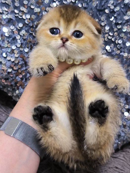 Шикарные чистокровные котята