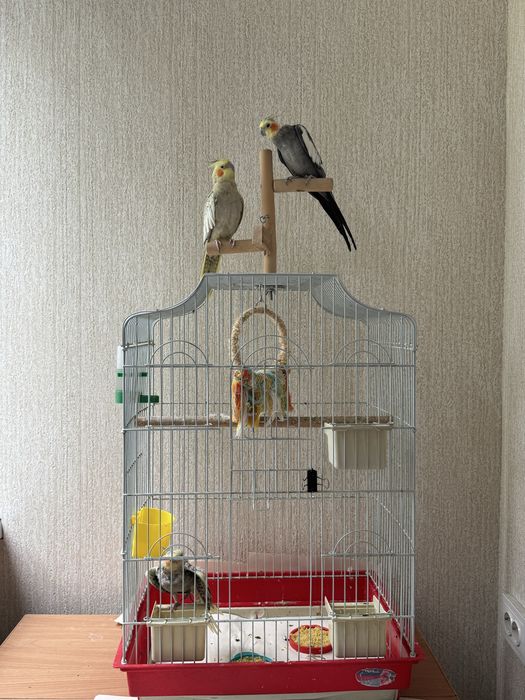Продаем пару корелл