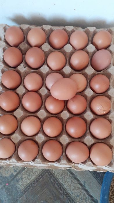 Қолдың жұмыртқасы. 80 тг.