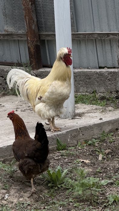 Жаа қораз сатылады болмаса обмен