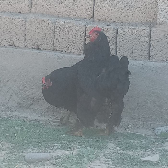 Brama tovuqlar sotiladi