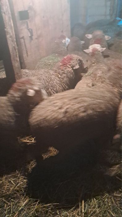 Vand oi sterpe grase