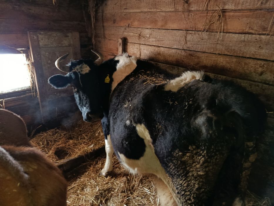 Продам дойных коров