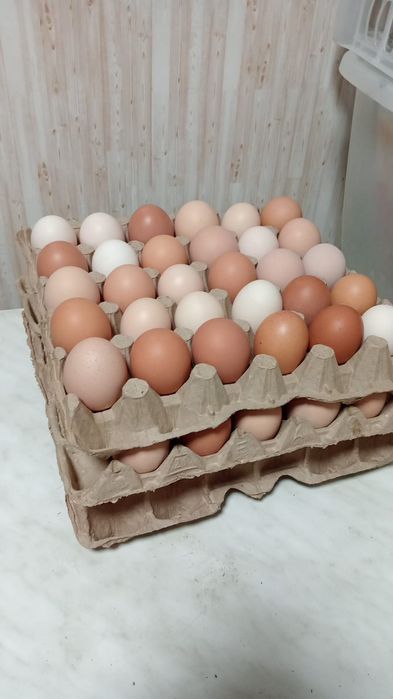 Свежие домашние яйца с доставкой