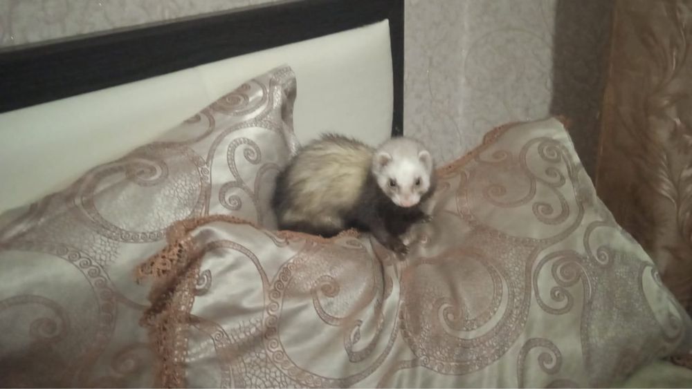 Хорек девочка на случку срочно