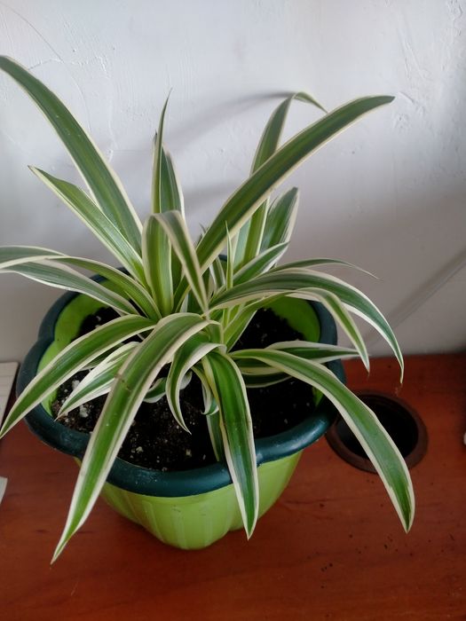 Продам комнатные цветы