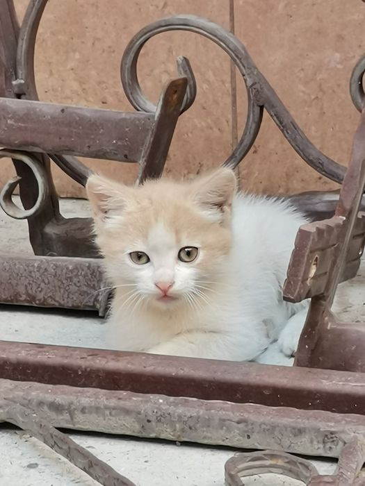 Падаряваме Котенца