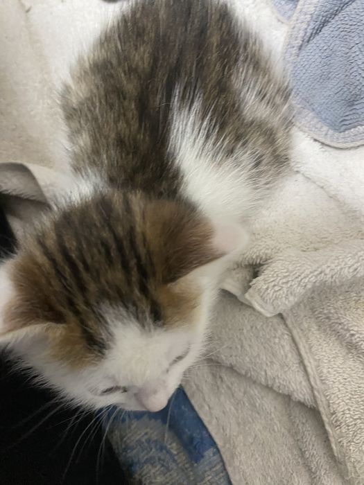 Отдам в добрые руки котят