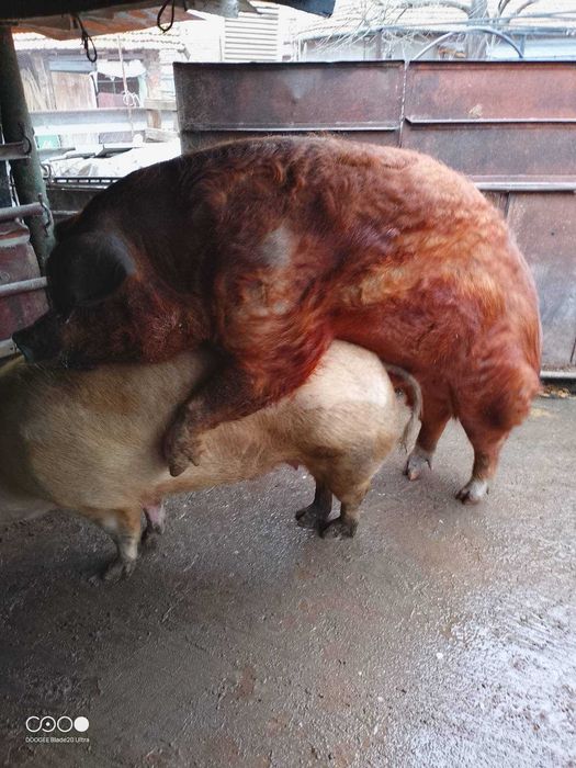 Нерез порода дюрок