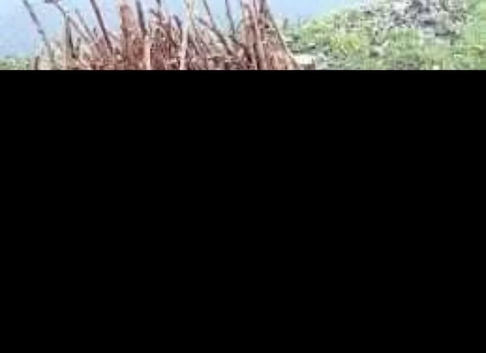 Drajoni zmeură polka