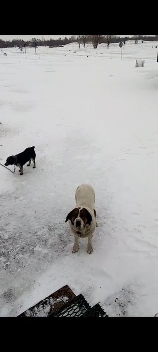 Отдают собак срочно