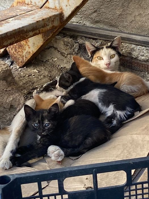Котята ищут дом!