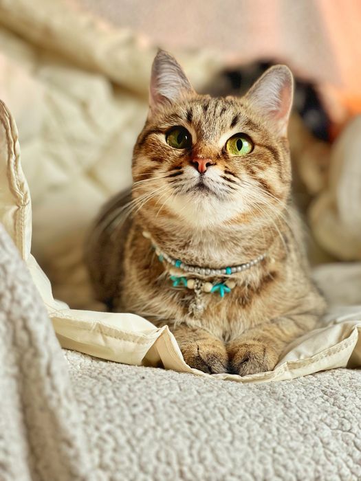 Пухлая красавица в хорошие руки