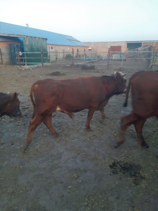 Трусикидегі немесе трикотаждағы порно