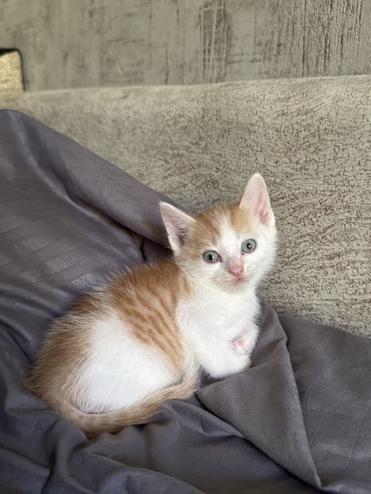 отдаю котят в добрые руки
