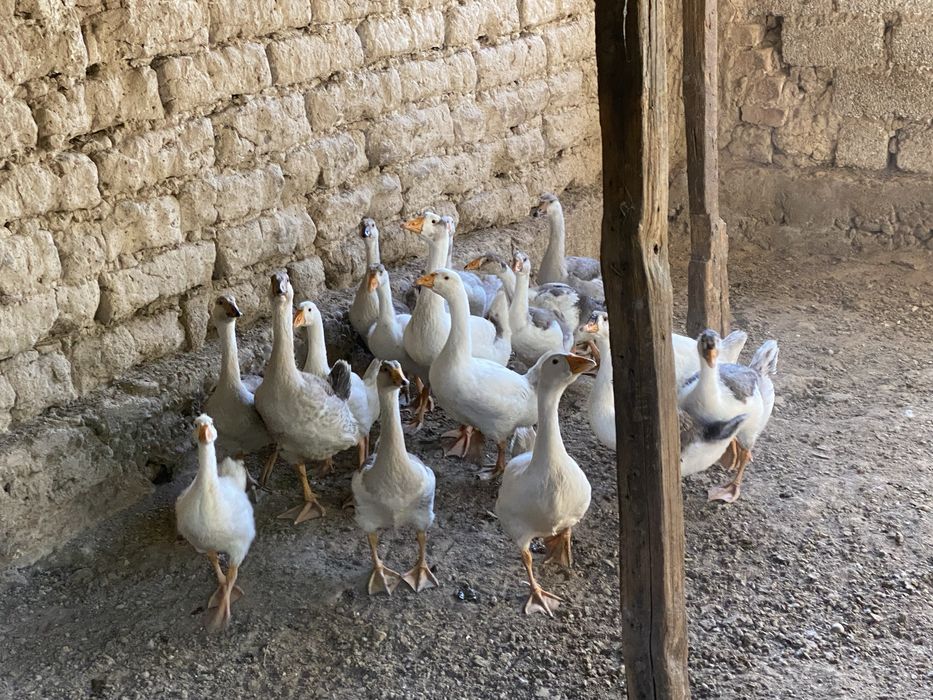 G’ozlar sotiladi
