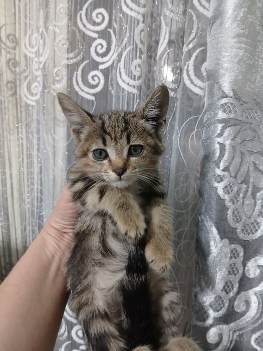 Котятам очень нужен дом!