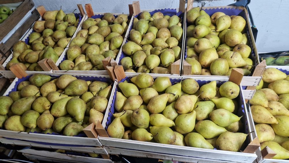 Mere de polonia vindem angro