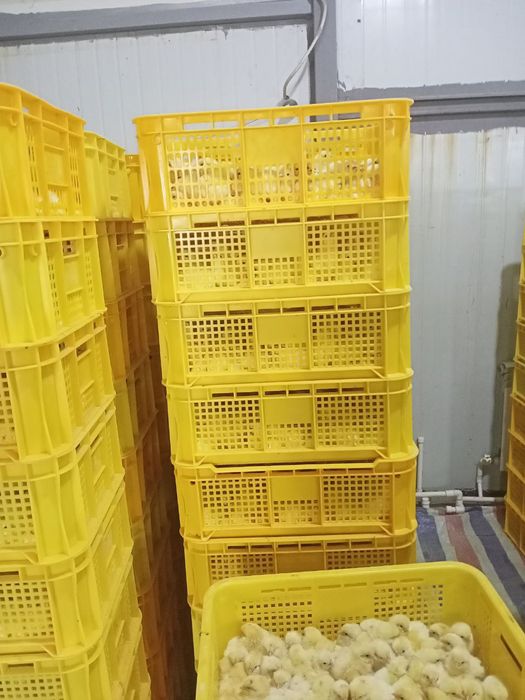 Sindi jojala 2000mindan