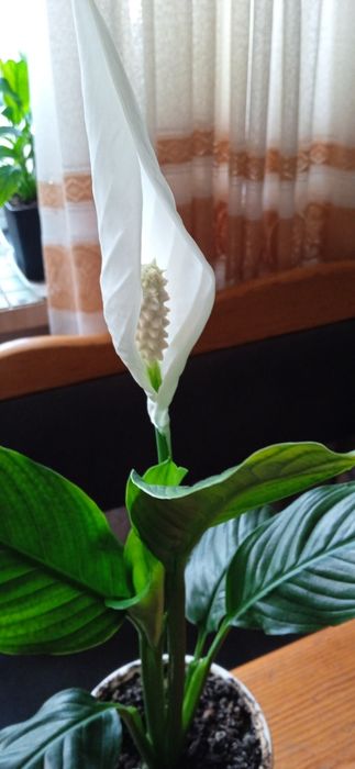 Цветок женское счастье