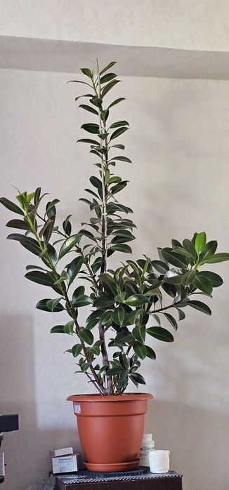 Продам домашние растения