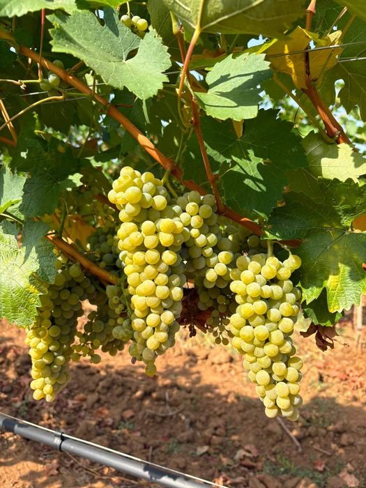 Продавам грозде за ракия и вино