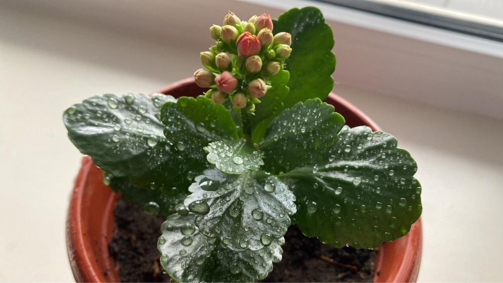 Продам цветы комнатные