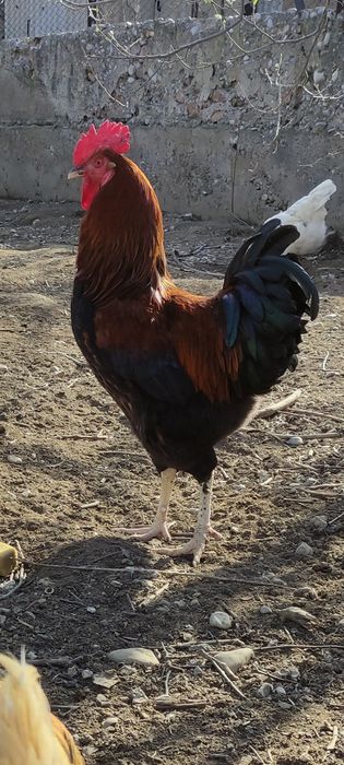 Яйца Домашние куриные