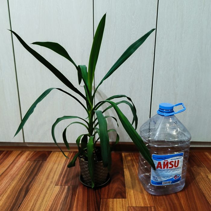 Комнатные растения - Юкка