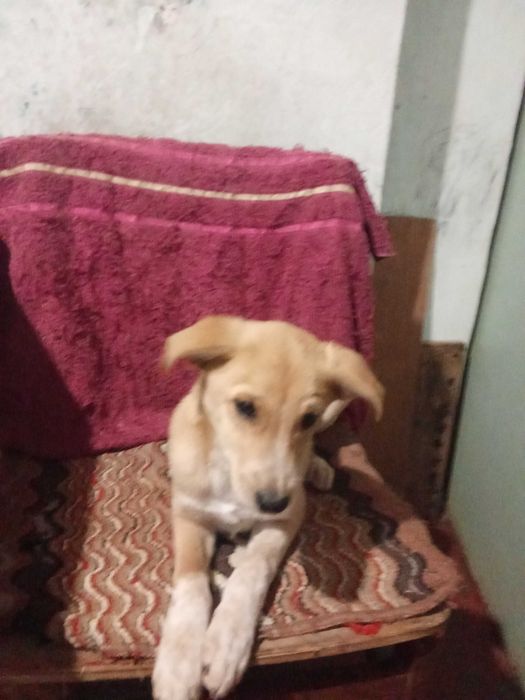 Щенки в добрые руки