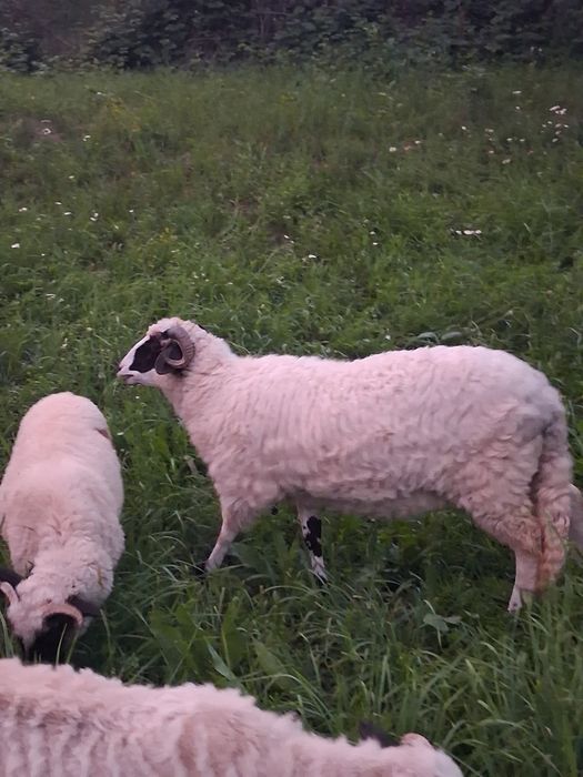 Vand noatina breaza de Petroșani posibil de a făta