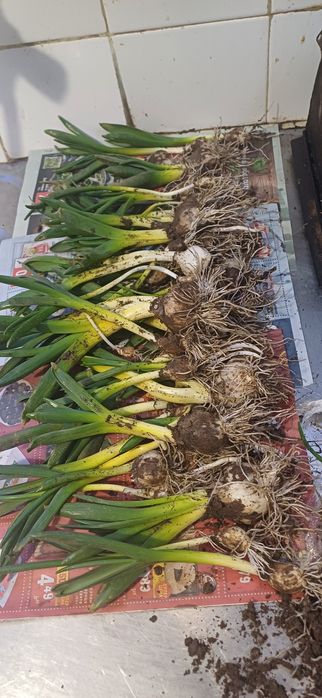 Зюмбюл селски 2лв