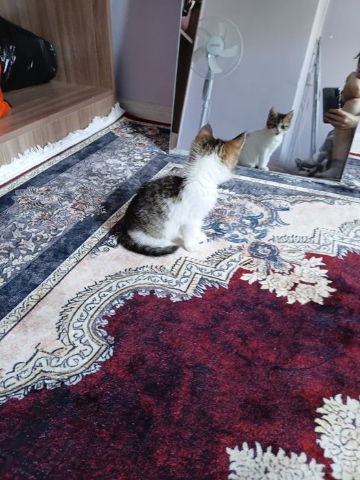 Котенок беспалтно