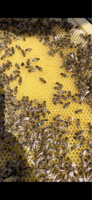 Реализую плодных пчелиных маток F1