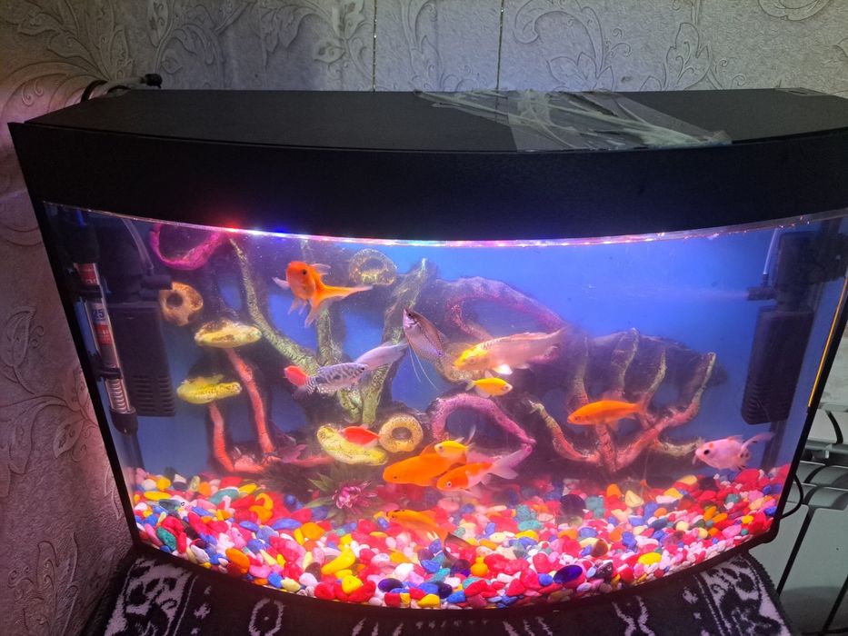 Акварийум холати зур  баликлари  билан ва абародиновалари билан