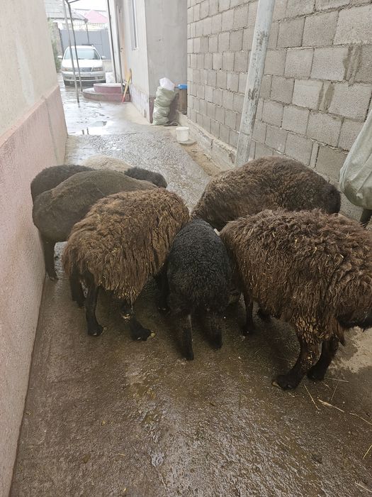 матки с ягнятами