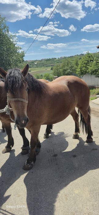 Vând mânză 5 ani cuminte