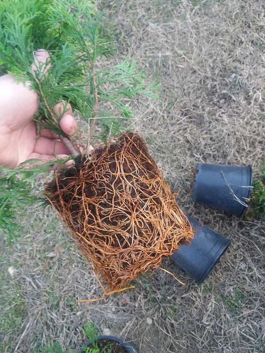 Западна туя Смарагд