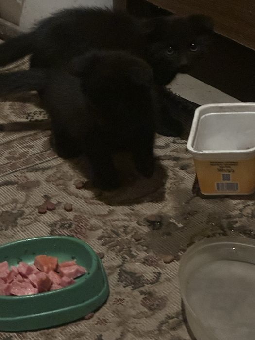 Котята вислоухие девочки