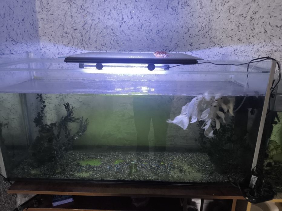 Akvariumlar sotiladi baliq va hamma narsalari bilan dekarativniy