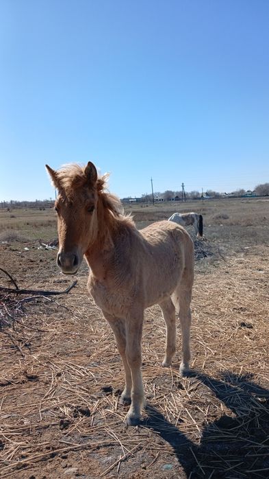 Ұрғашы Жабағы 10 ай